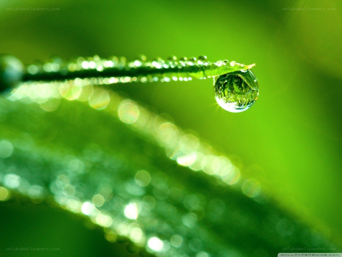 Dew drop on a green leaf
