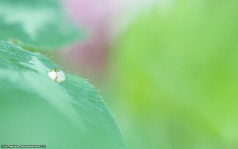 Dew drop on a green leaf
