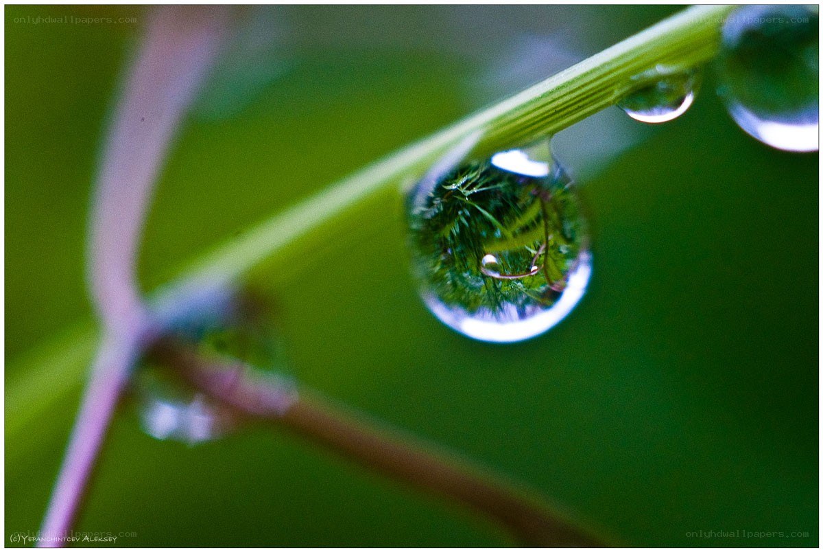Dew drop on a green stem