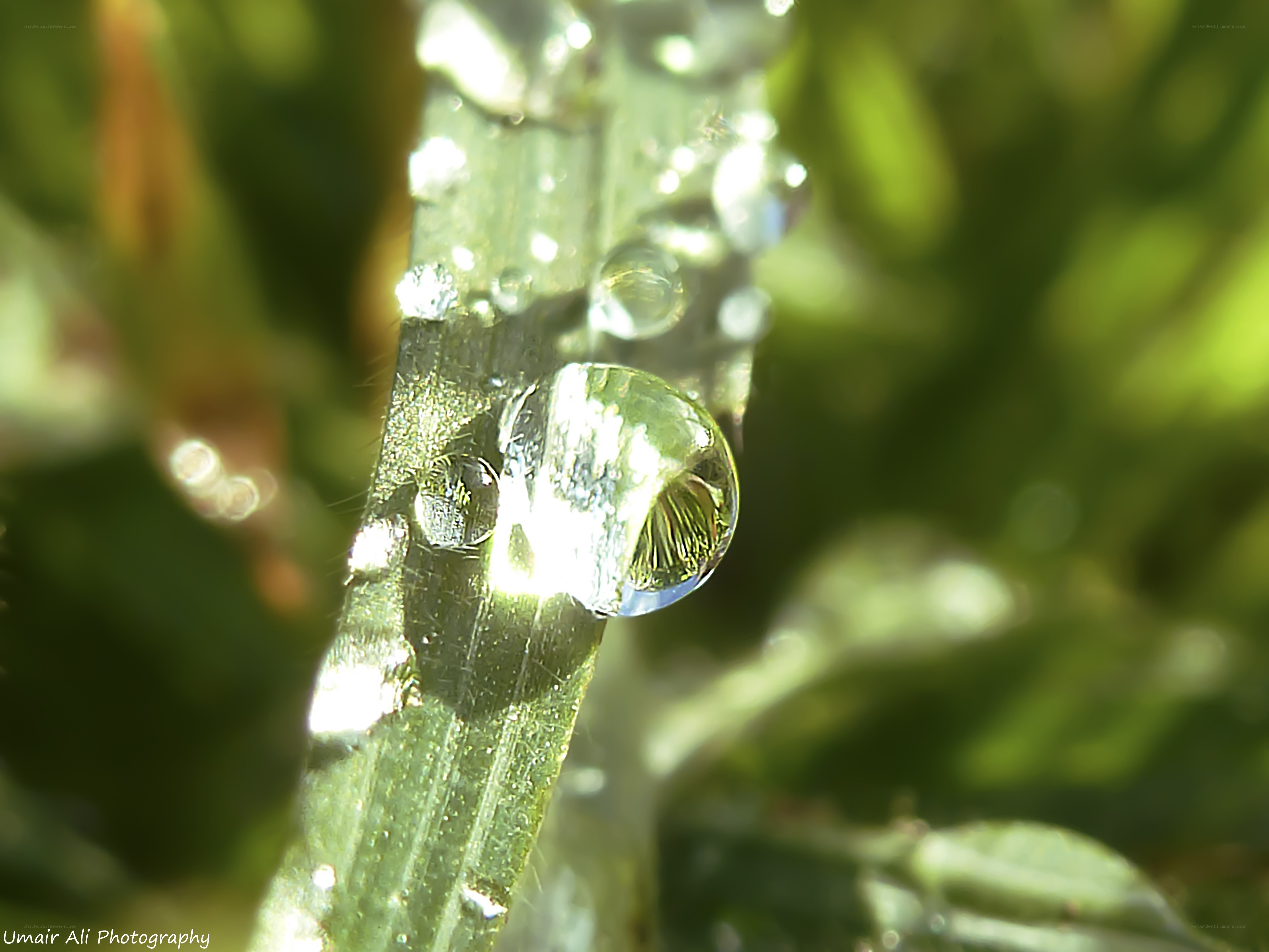 Dew drop on a leaf