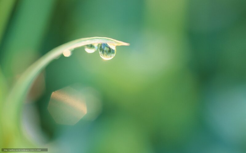 Dew drop on a leaf