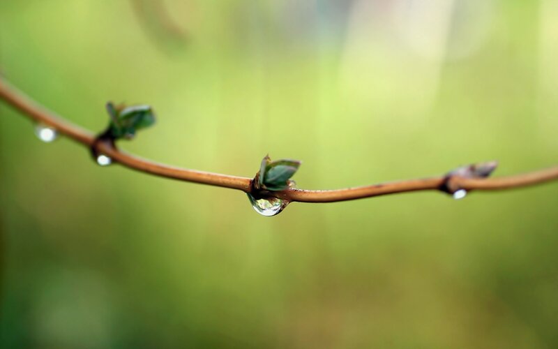Dew Drop on Branch