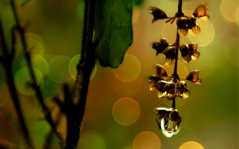 Dew Drop on Flower Buds