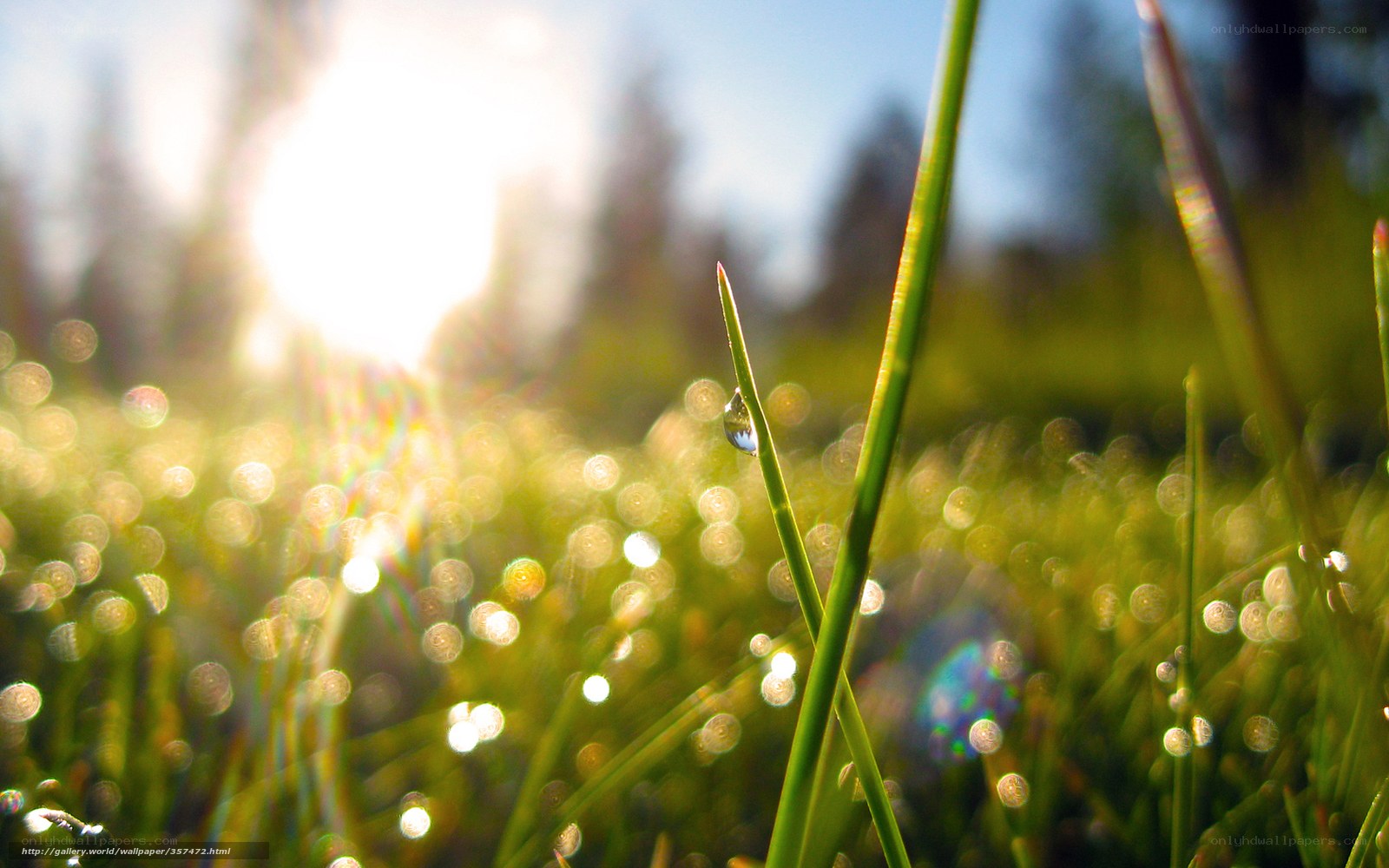 Dew drop on grass at sunrise