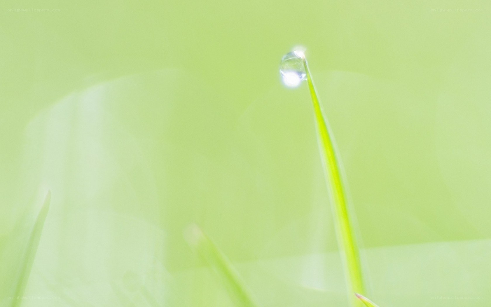 Dew drop on grass blade