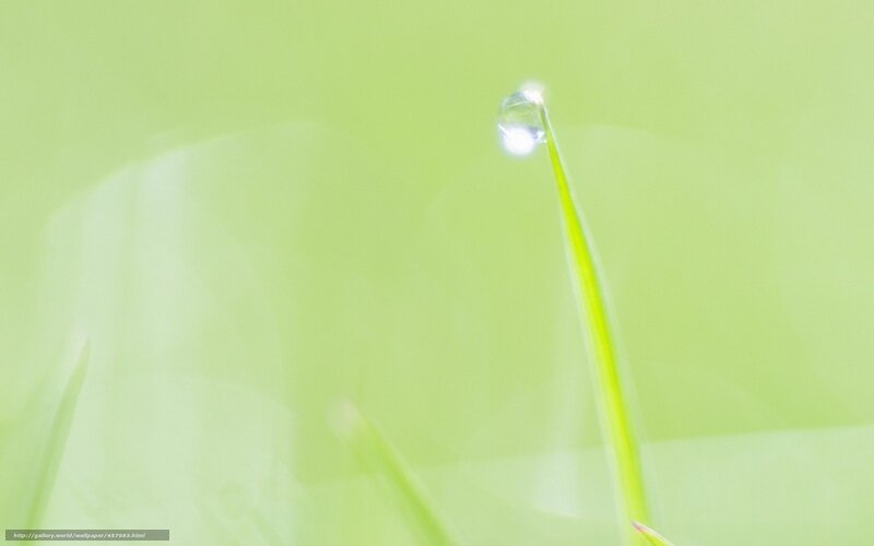 Dew drop on grass blade