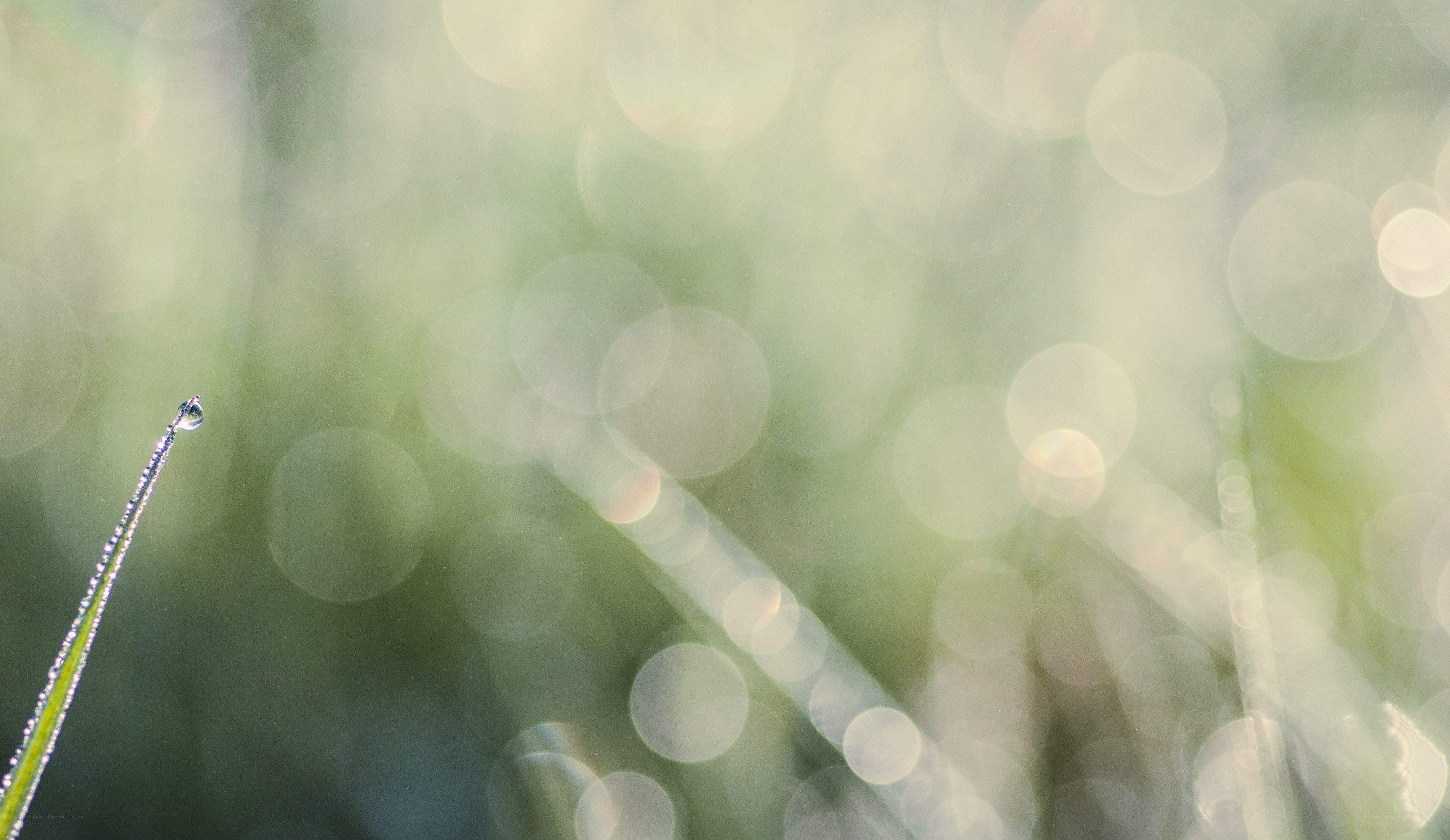 Dew drop on grass blade