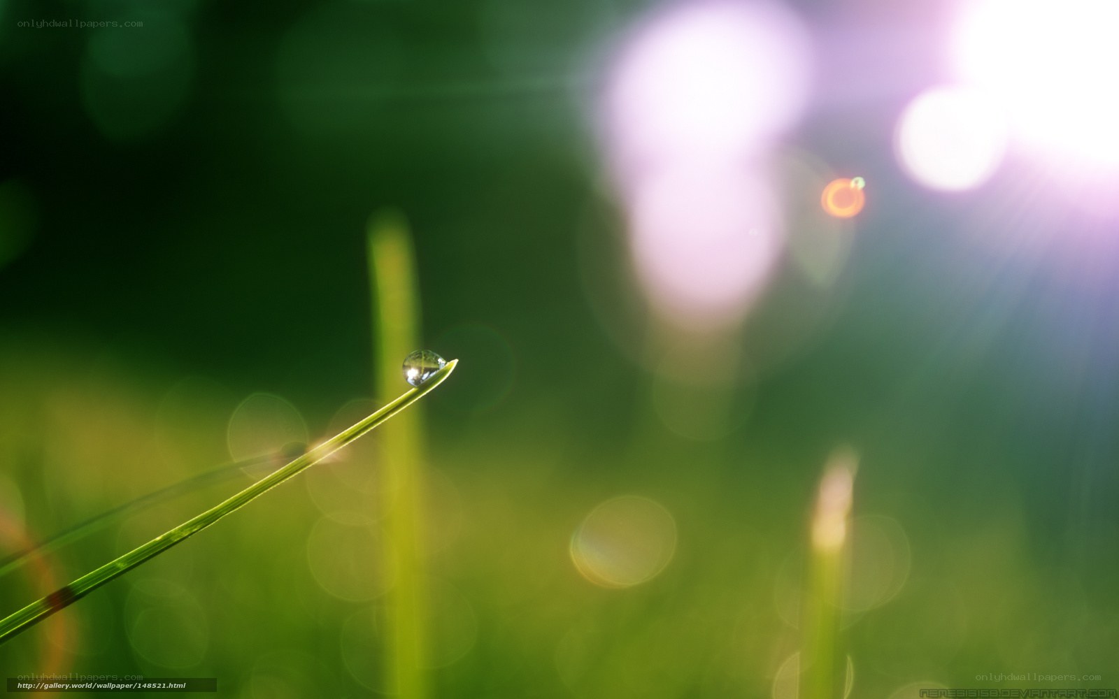 Dew drop on grass blade