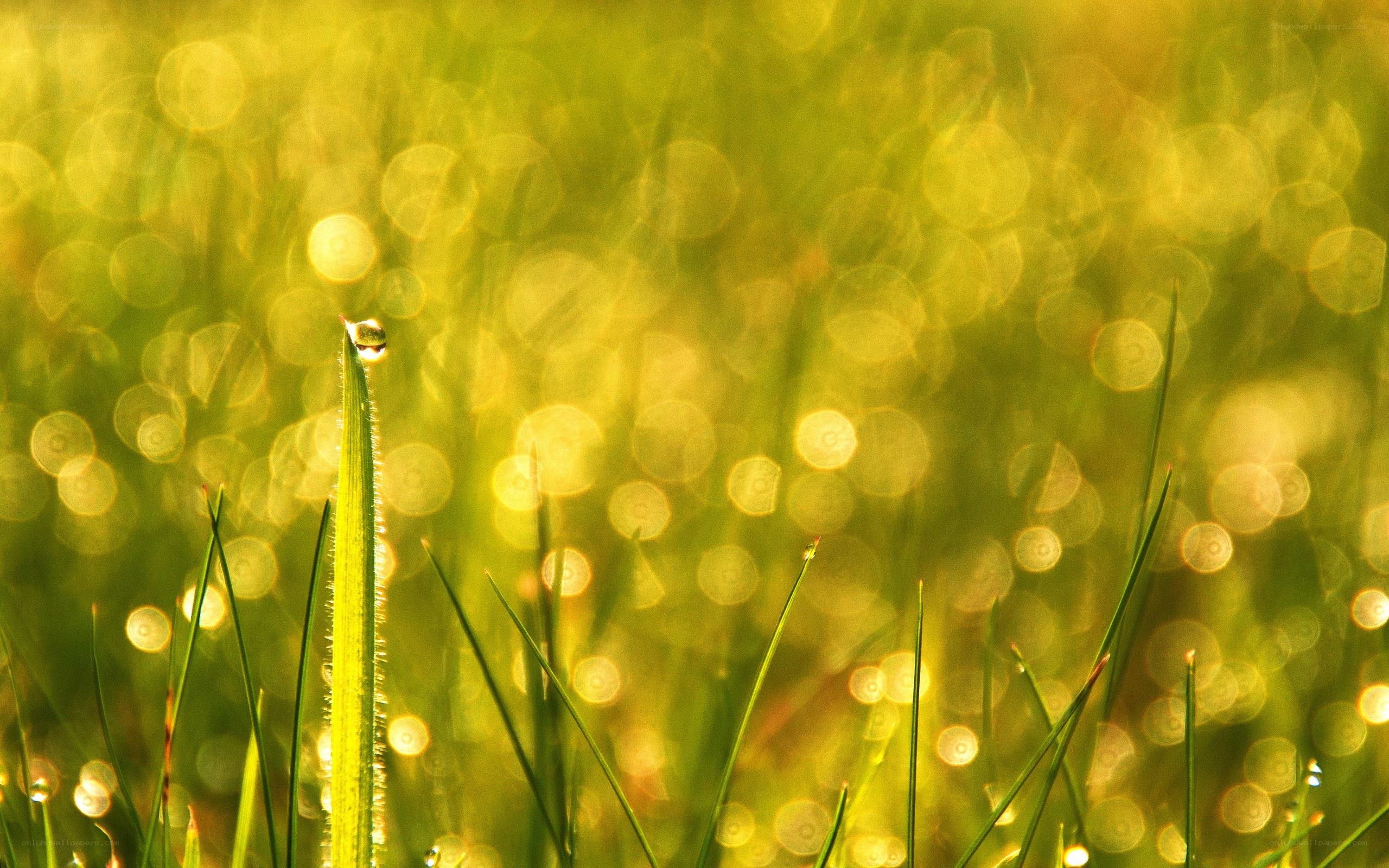 Dew drop on grass in sunlight