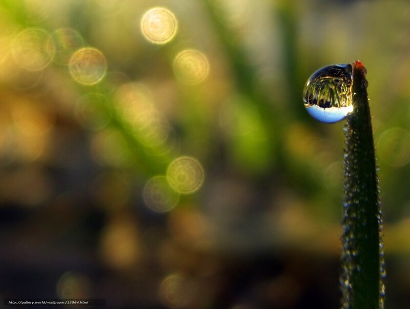 Dew drop on grass stem