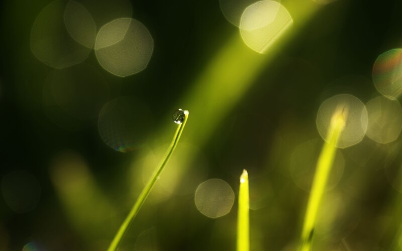 Dew Drop on Grass