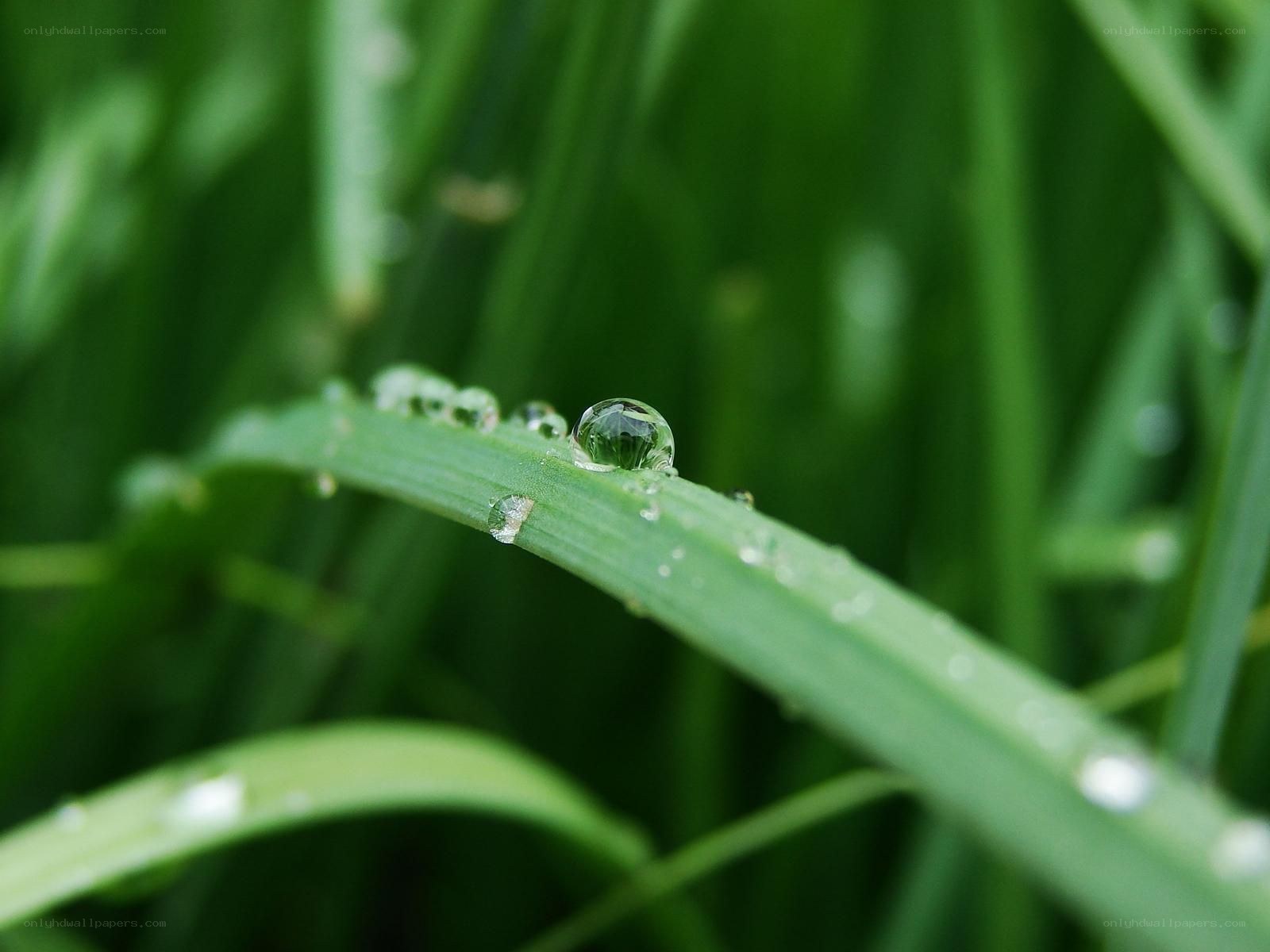 Dew drop on green grass