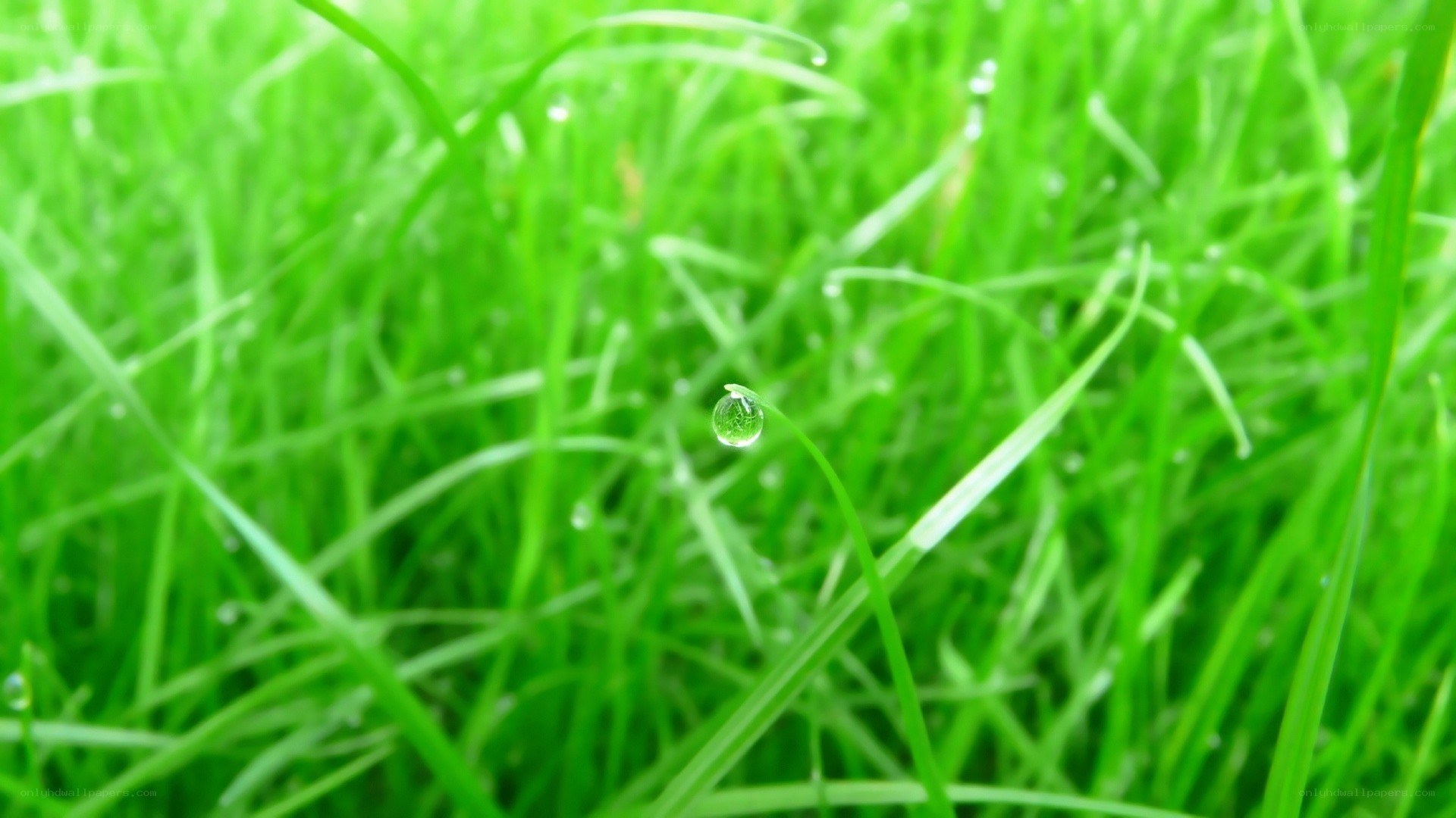 Dew drop on green grass