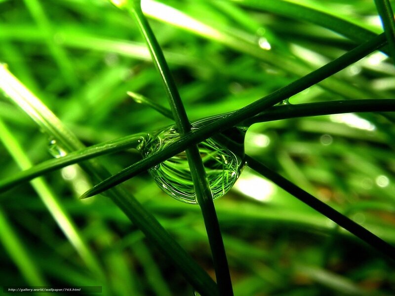 Dew drop on green grass