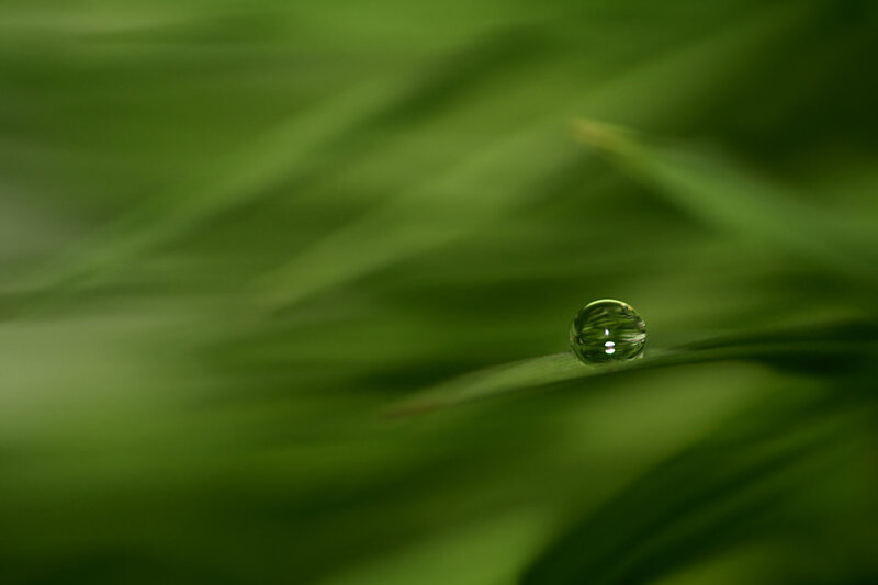 Dew drop on green leaf