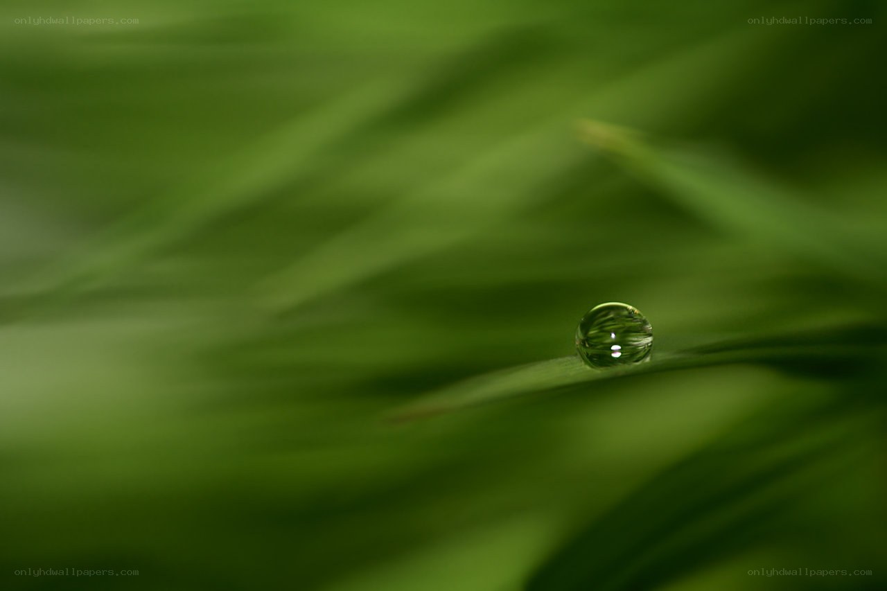 Dew drop on green leaf