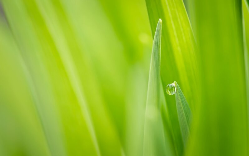 Dew drop on green leaf