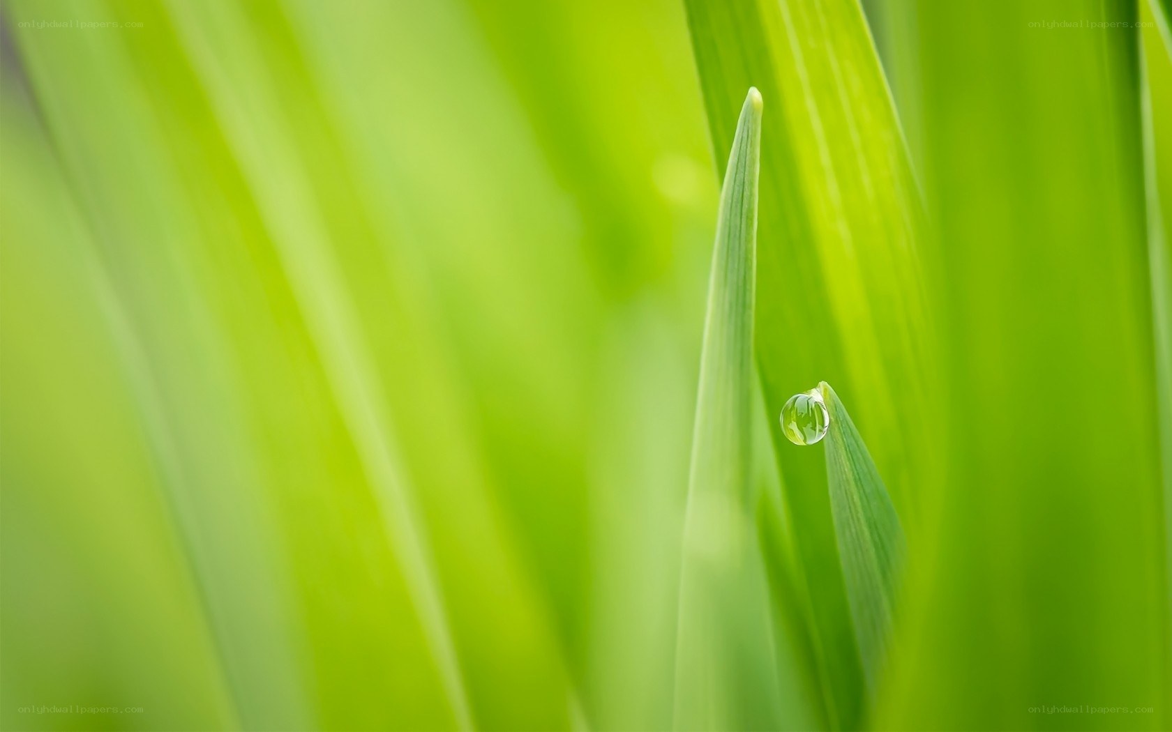 Dew drop on green leaf