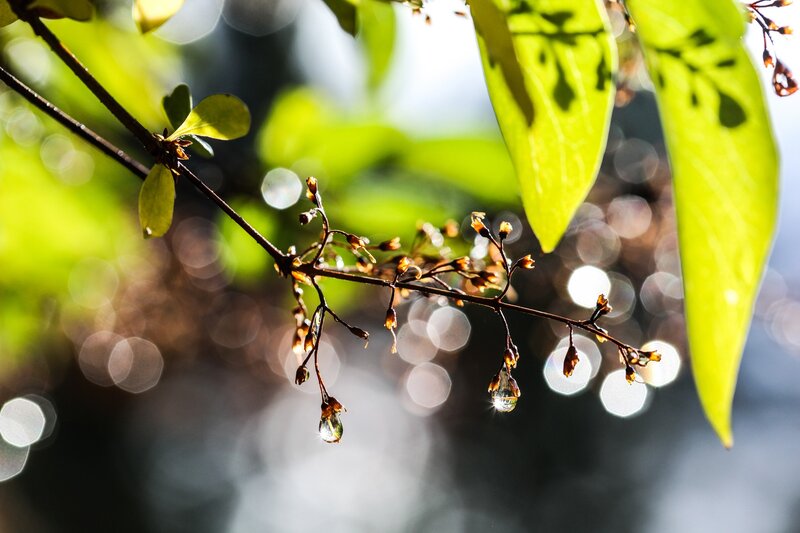 Dew Drop on Plant Branch