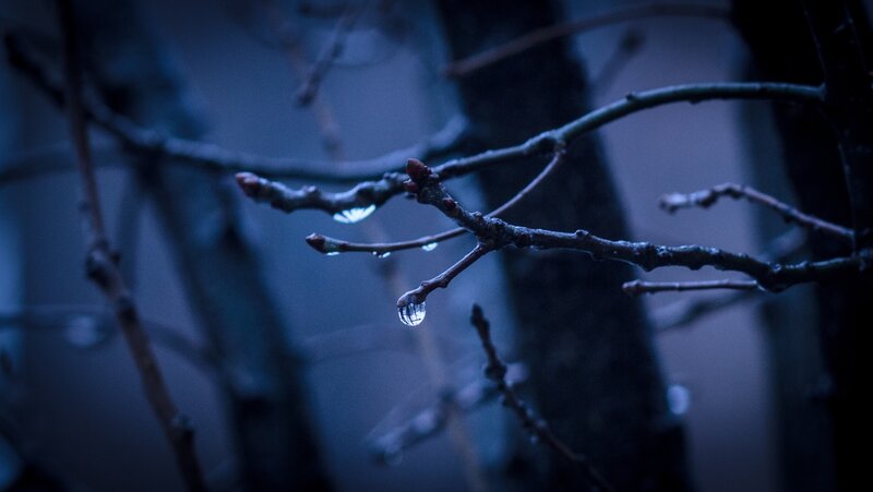 Dew Drop on Tree Branch
