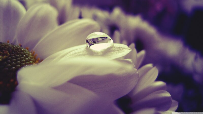 Dew Drop on White Flower