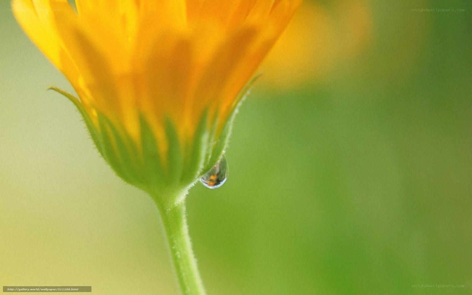 dew drop on yellow flower