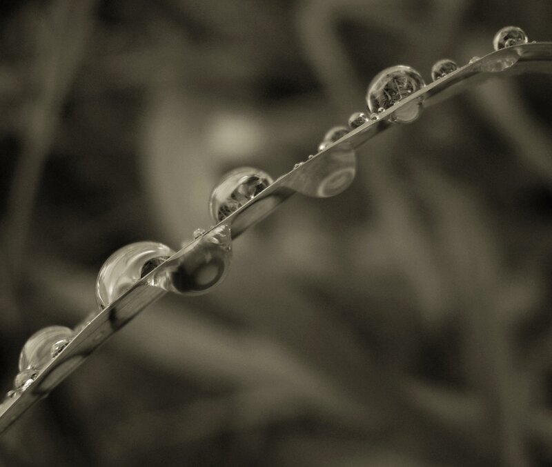 Dew drops on a blade of grass