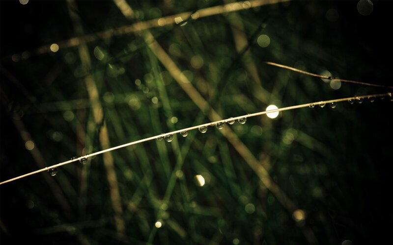 Dew drops on a blade of grass