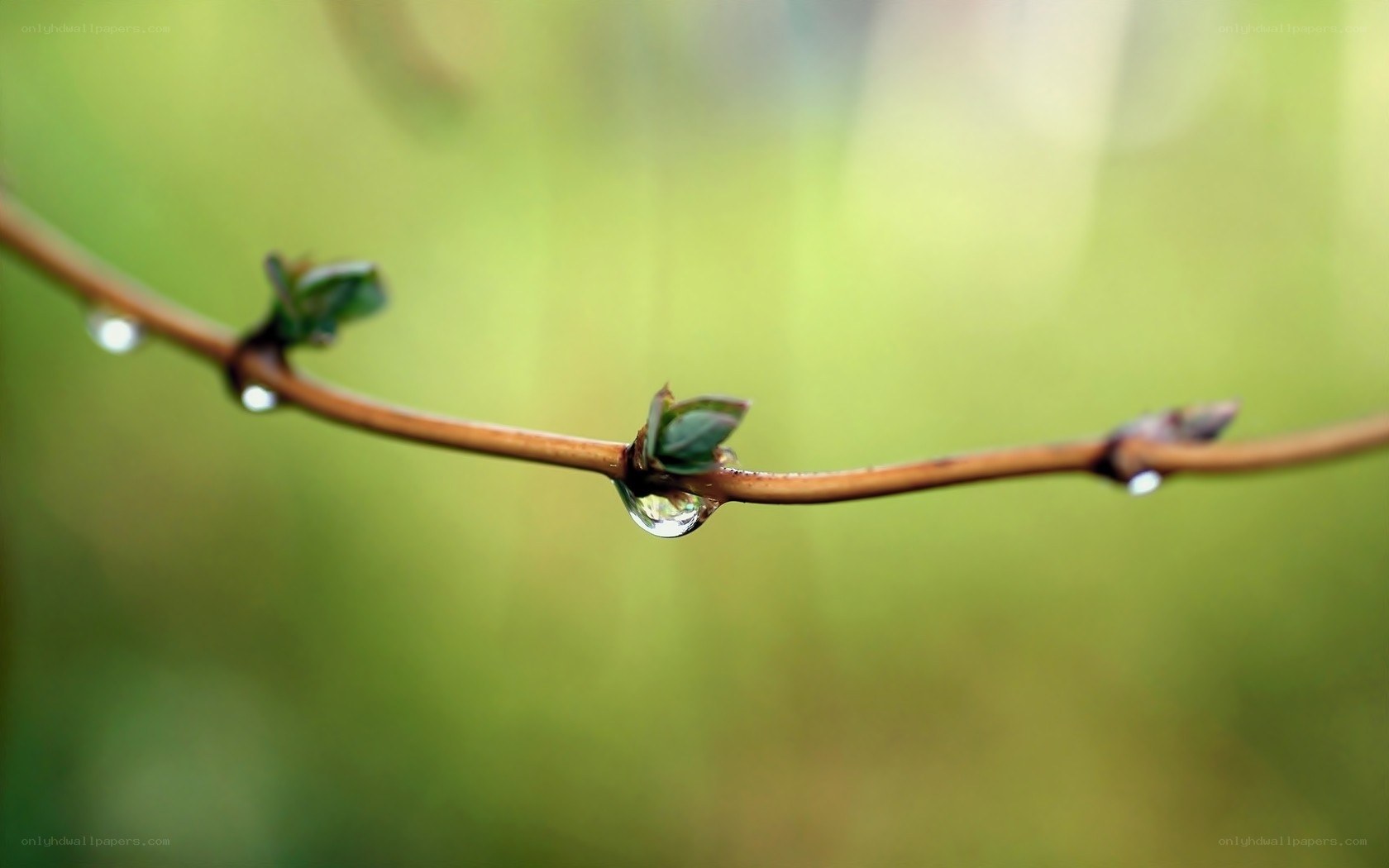 Dew drops on a branch