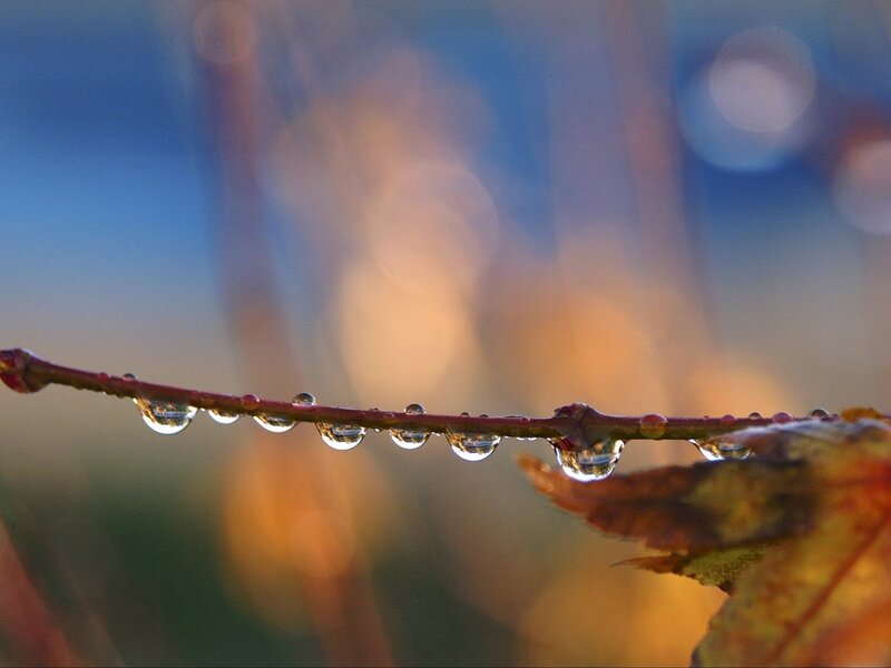 Dew drops on a branch