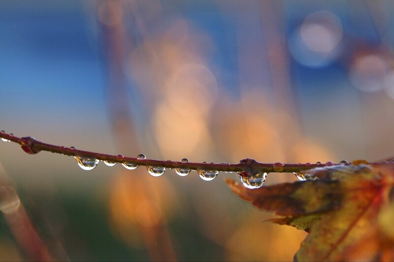 Dew Drops on a Branch — Blue