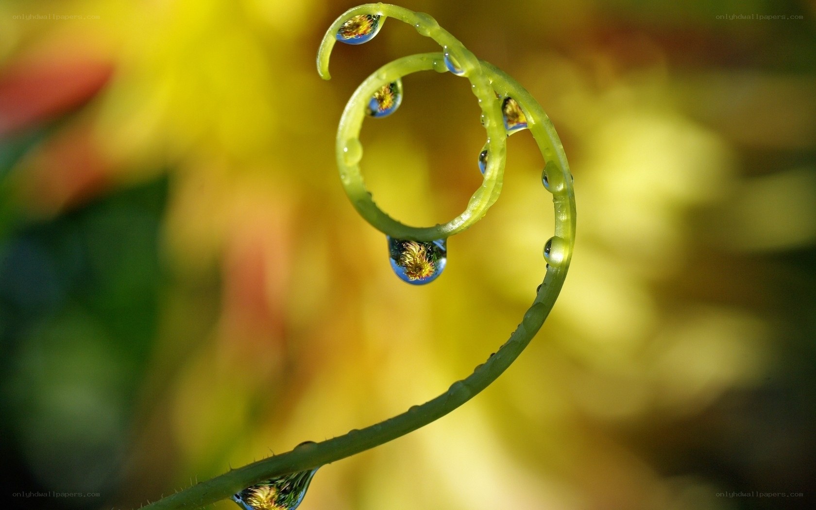 Dew drops on a coiled tendril