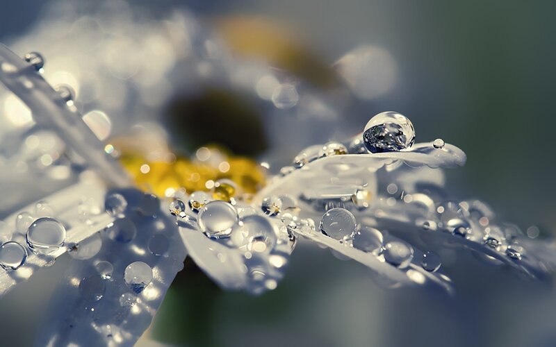 Dew drops on a daisy