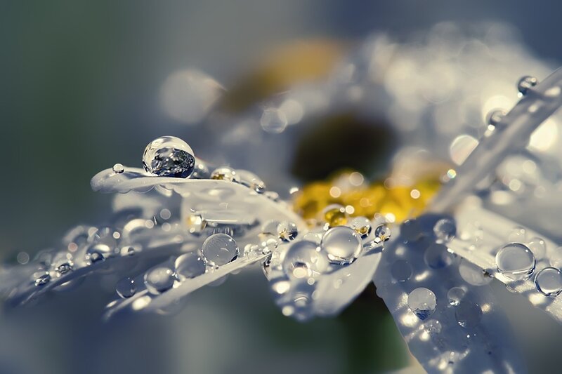 Dew drops on a daisy