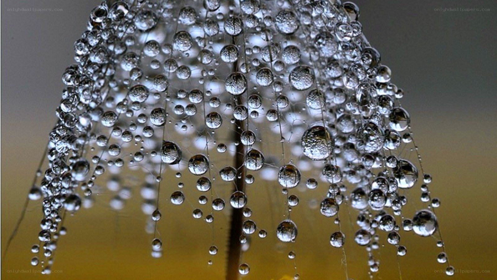 Dew drops on a dandelion