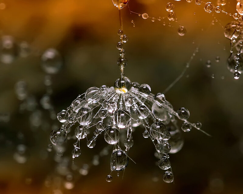 Dew drops on a dandelion