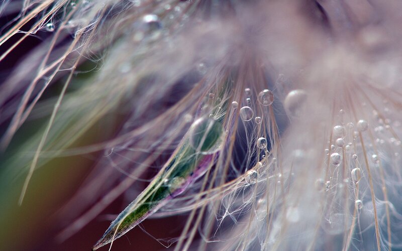 Dew drops on a dandelion seed head