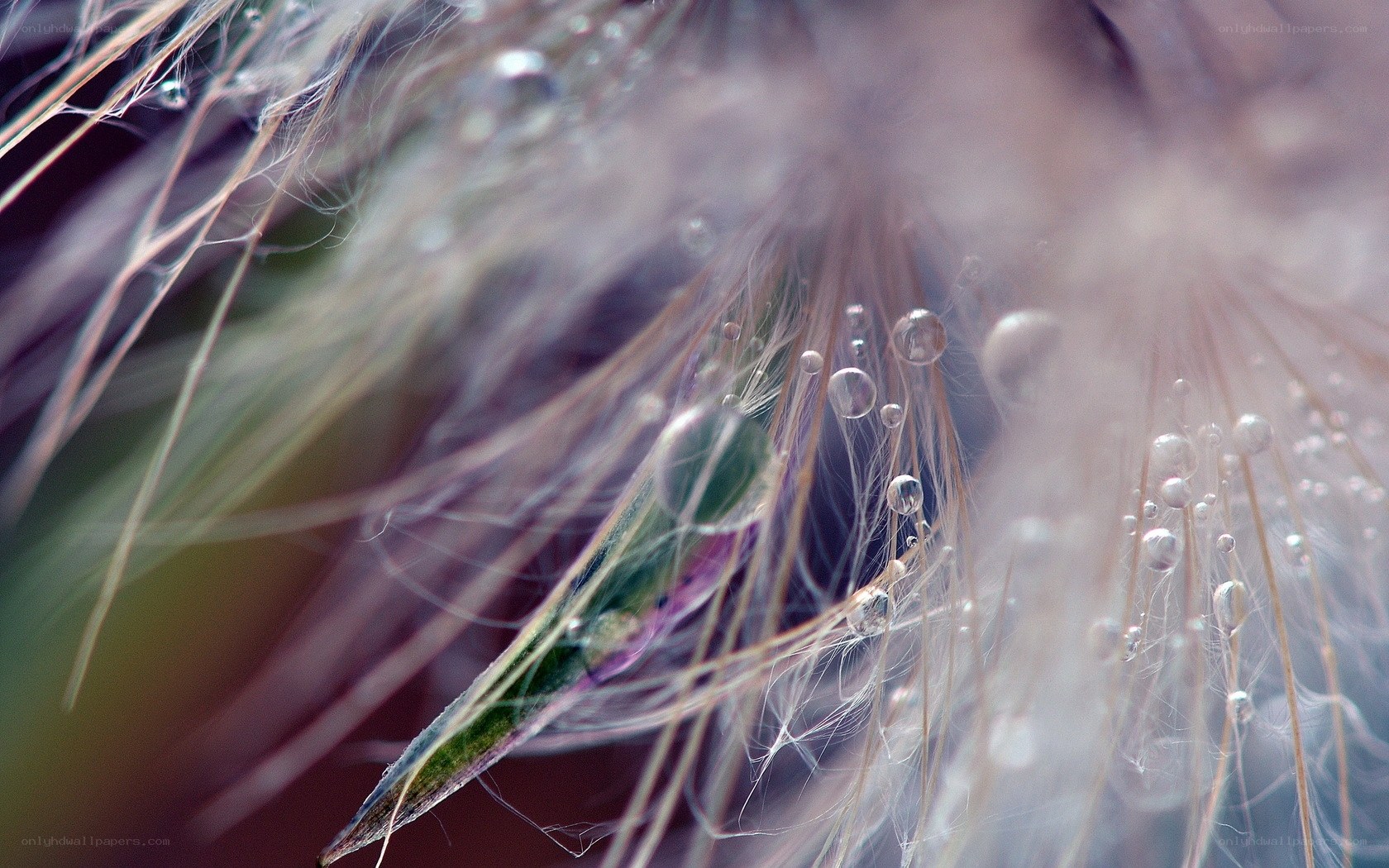 Dew drops on a dandelion seed head