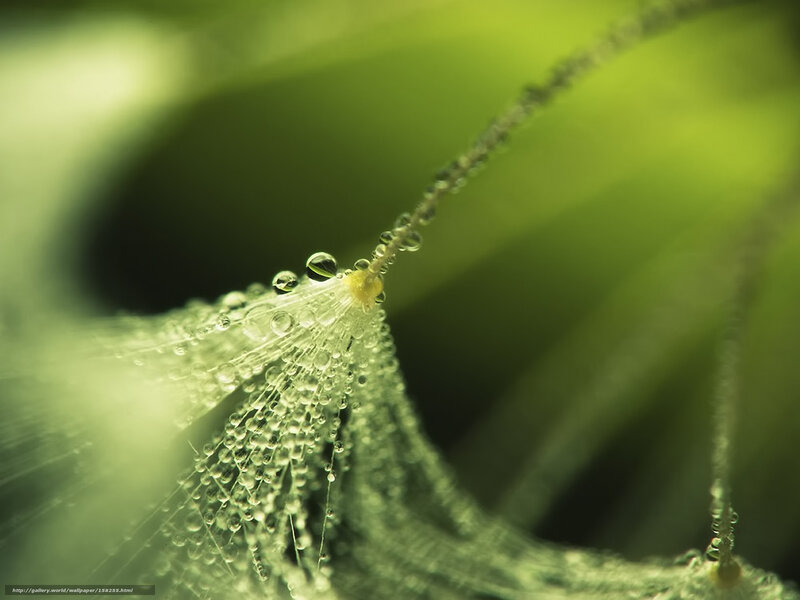 Dew drops on a dandelion