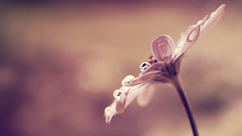 dew drops on a flower