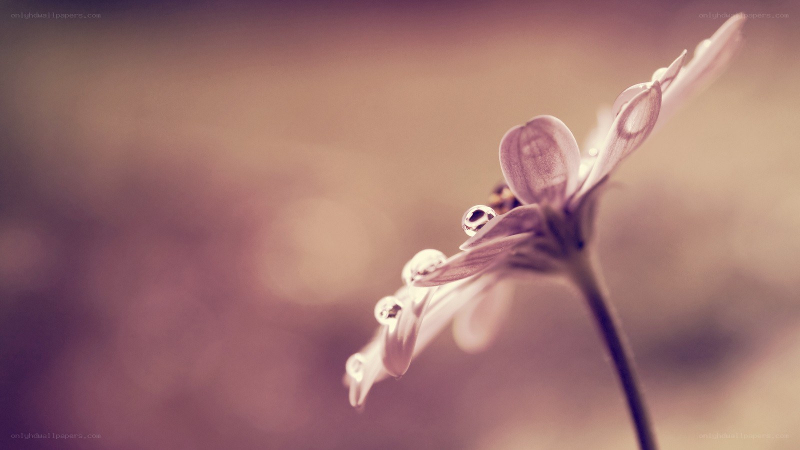 dew drops on a flower