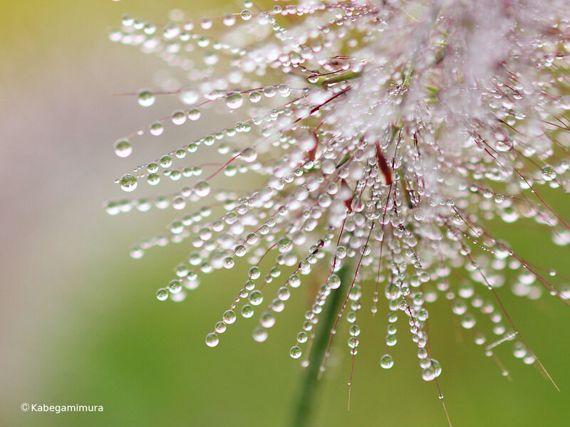 Dew drops on a flower