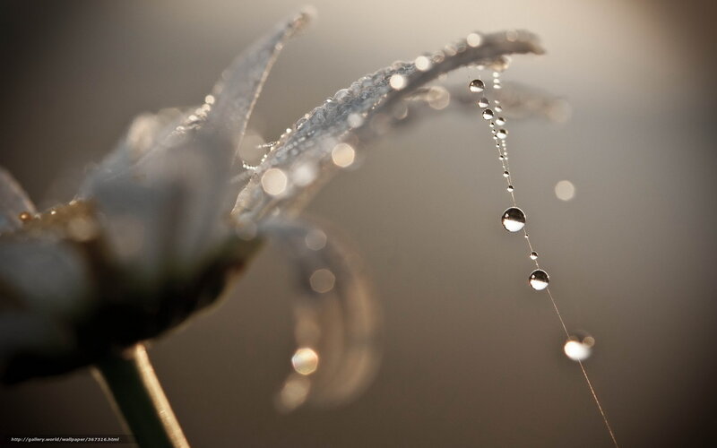 Dew drops on a flower
