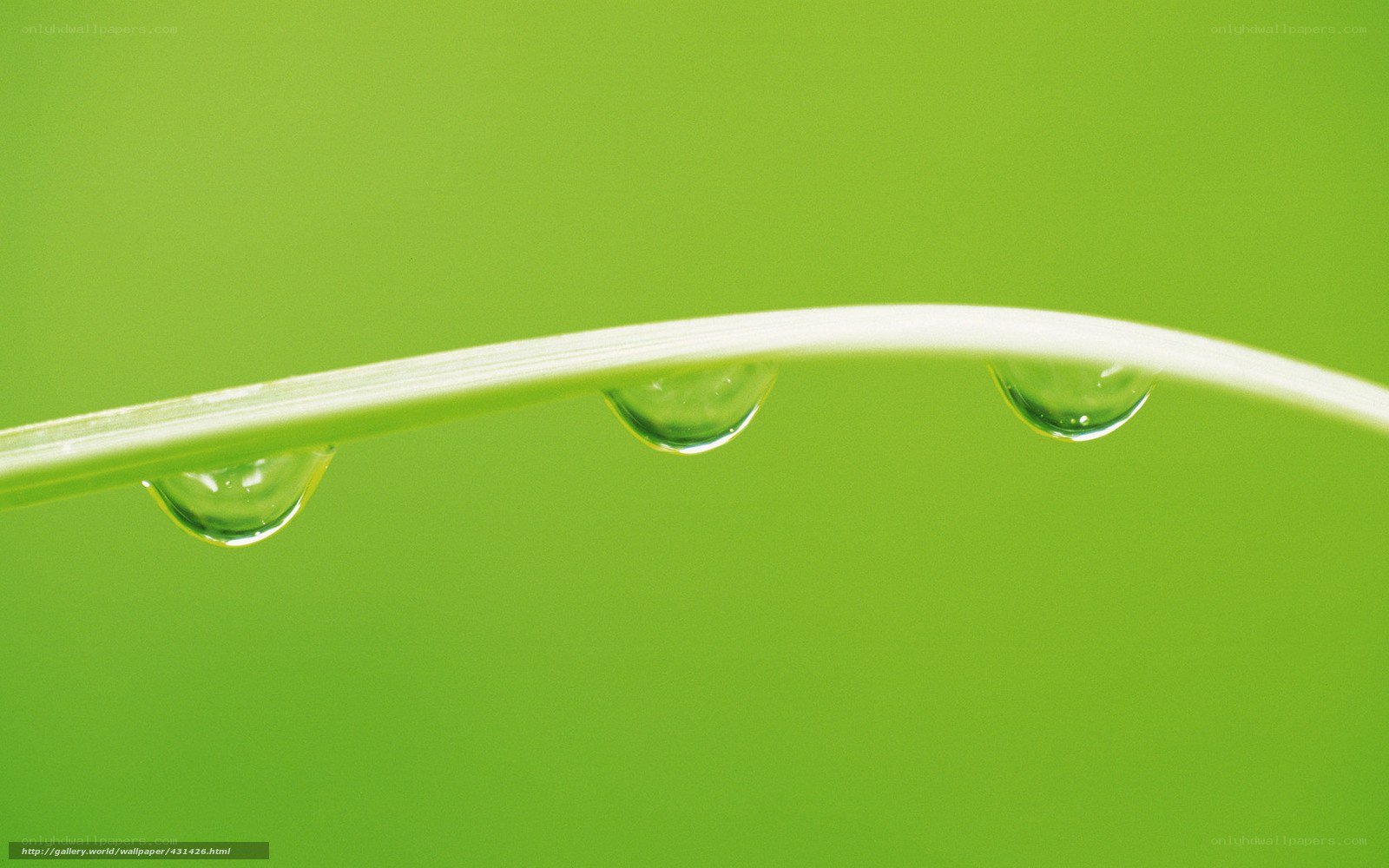 Dew drops on a grass blade