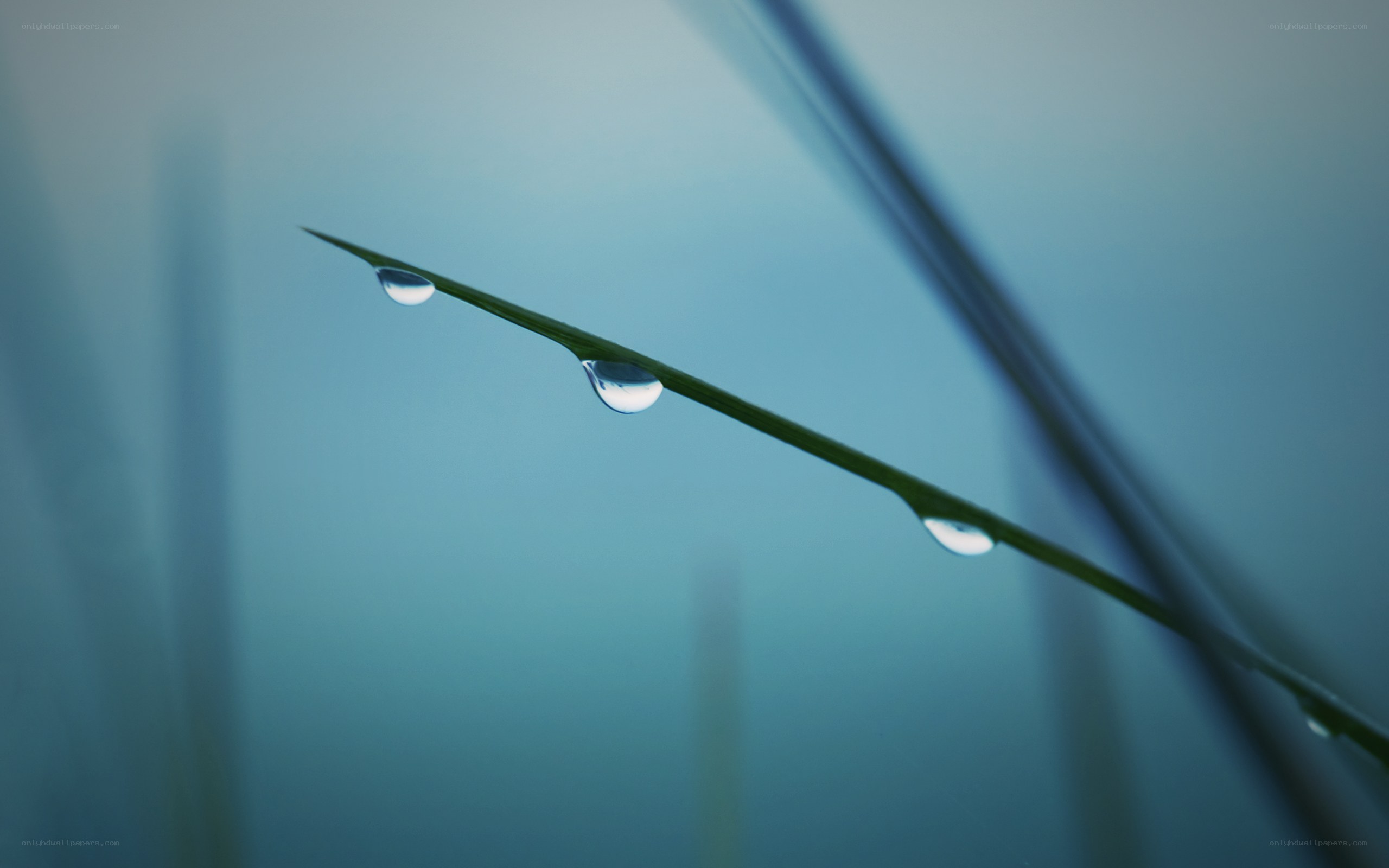 Dew drops on a grass blade