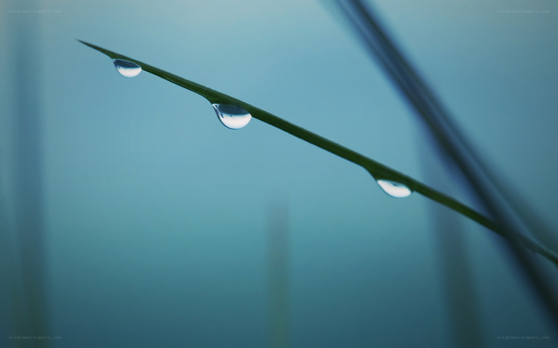 Dew drops on a grass blade