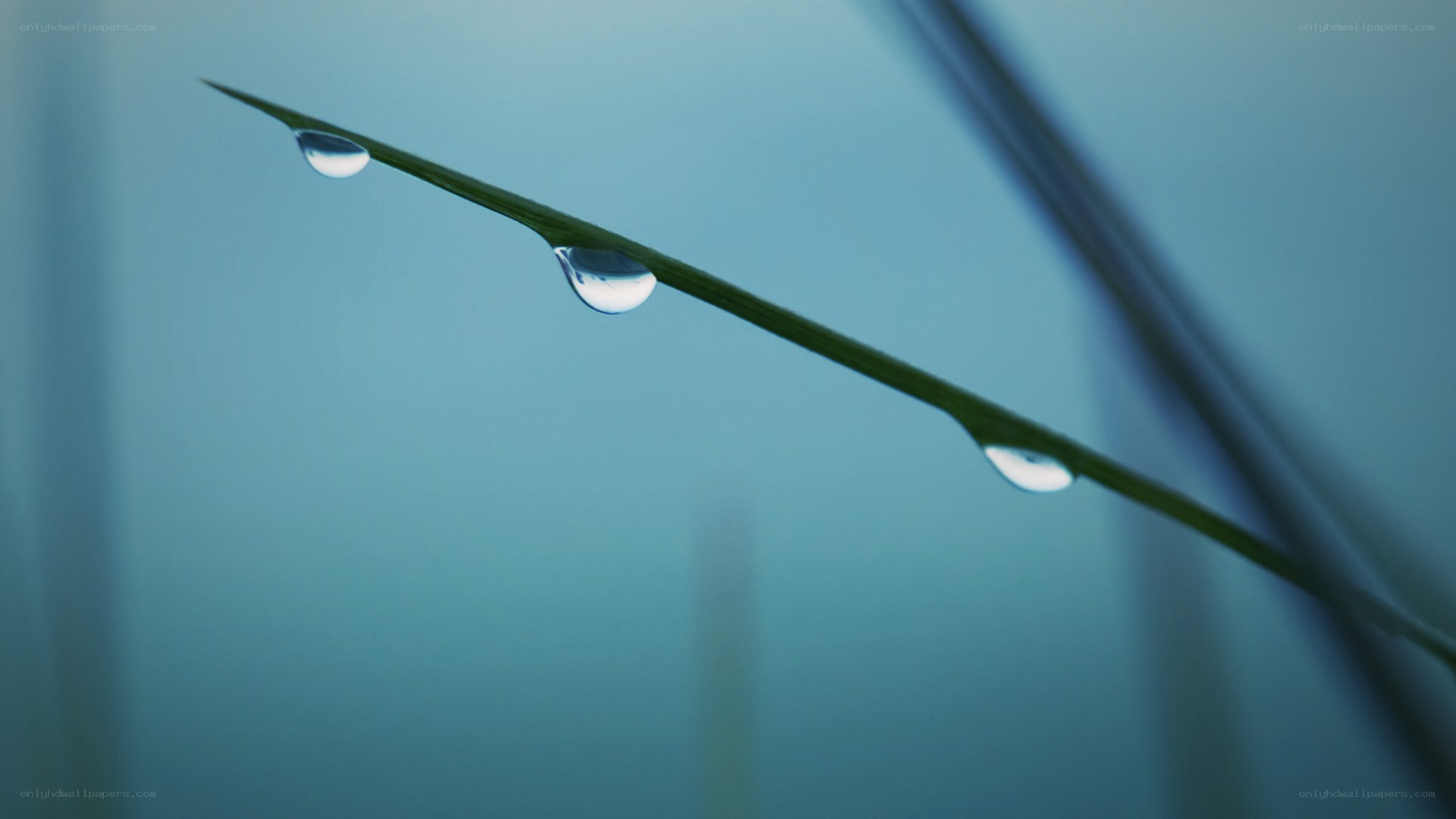 Dew drops on a grass blade