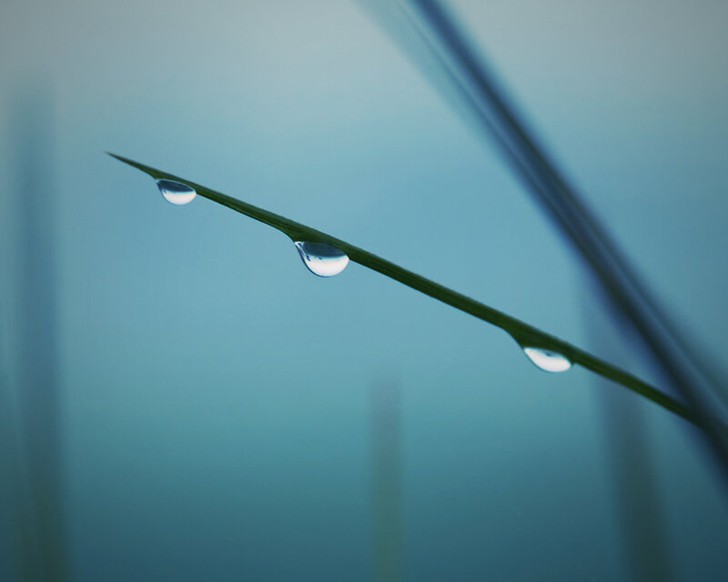 Dew drops on a grass blade