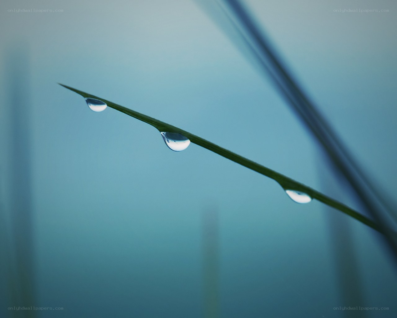 Dew drops on a grass blade