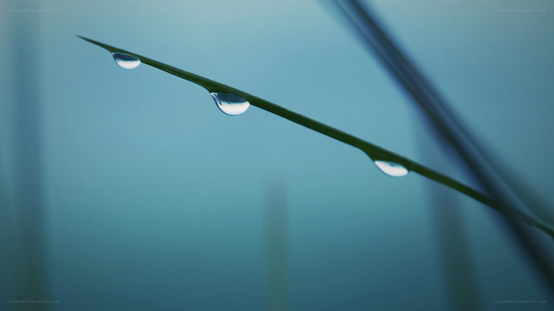 Dew drops on a grass blade